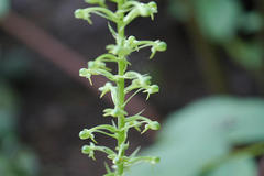 Habenaria ovalifolia